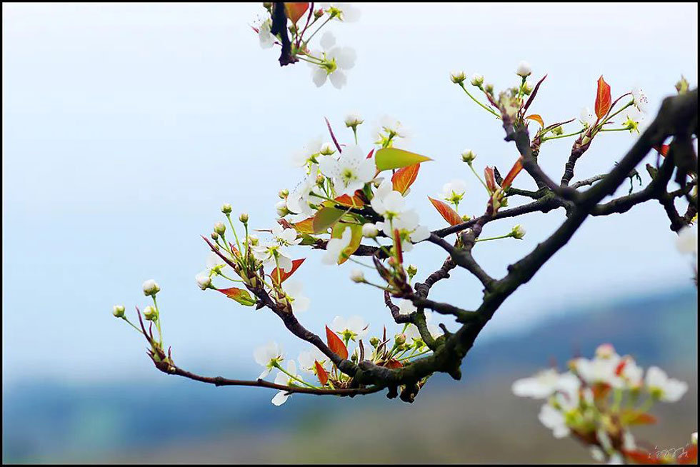 【春天，广西桂林灌阳县向您发出邀请！】我们在灌阳看梨花 - 游山玩水 - 丹东生活社区 - 丹东28生活网 dandong.28life.com