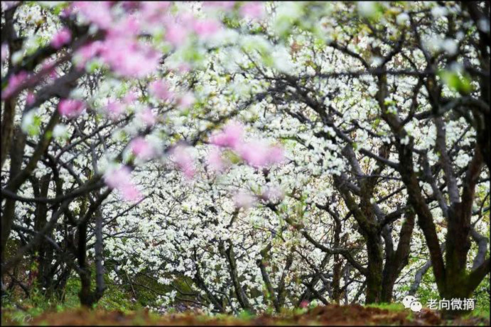 【春天，广西桂林灌阳县向您发出邀请！】我们在灌阳看梨花 - 游山玩水 - 丹东生活社区 - 丹东28生活网 dandong.28life.com