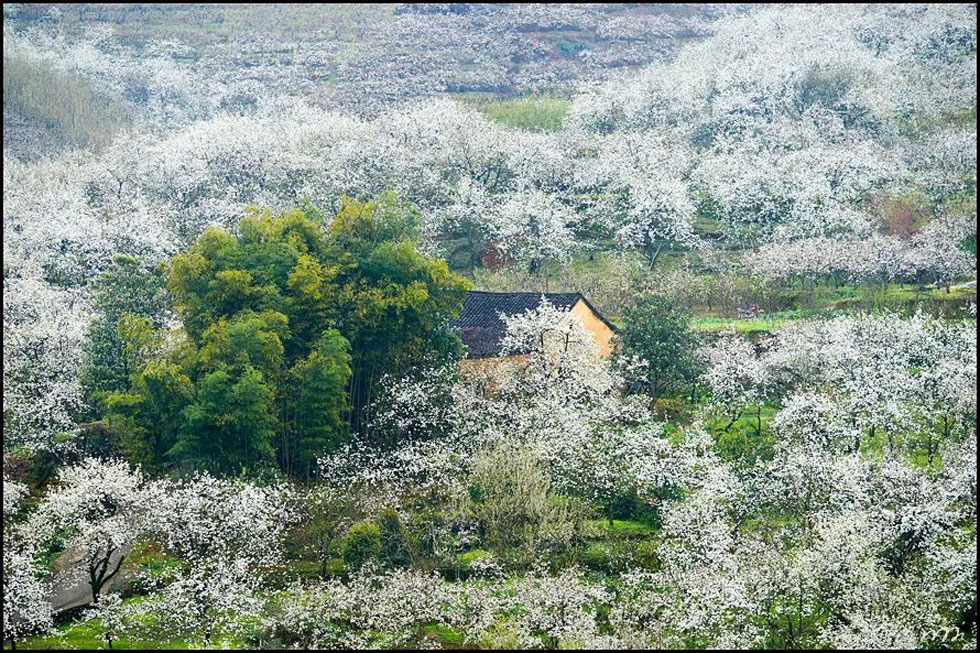 【春天，广西桂林灌阳县向您发出邀请！】我们在灌阳看梨花 - 游山玩水 - 丹东生活社区 - 丹东28生活网 dandong.28life.com
