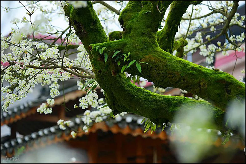 【春天，广西桂林灌阳县向您发出邀请！】我们在灌阳看梨花 - 游山玩水 - 丹东生活社区 - 丹东28生活网 dandong.28life.com