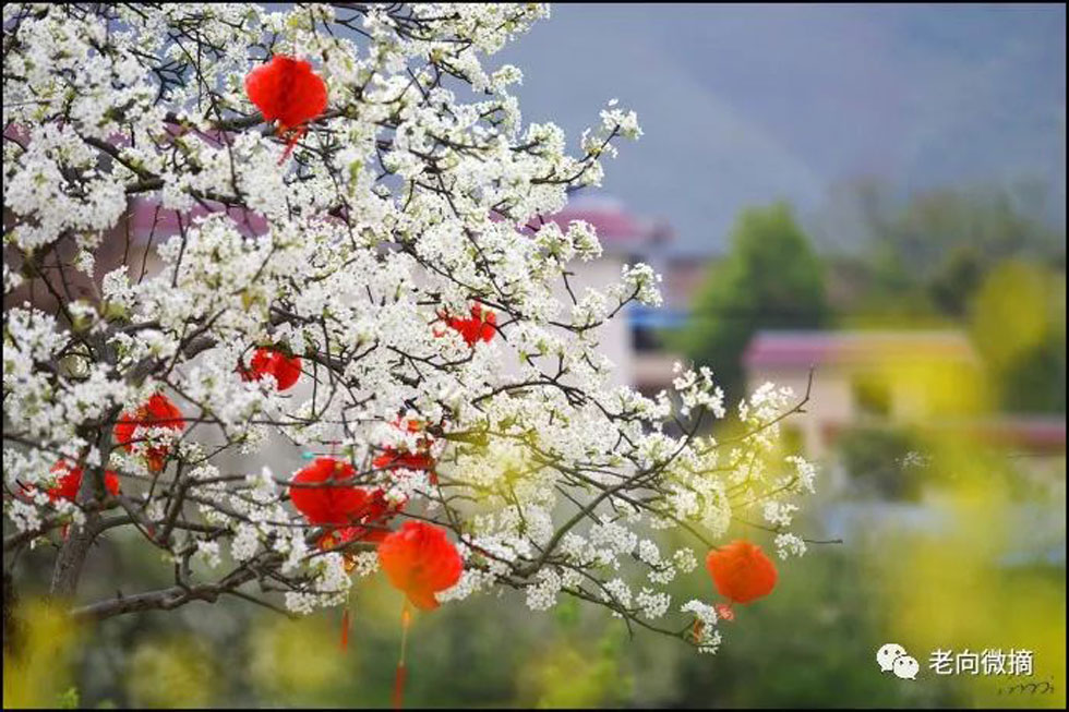 【春天，广西桂林灌阳县向您发出邀请！】我们在灌阳看梨花 - 游山玩水 - 丹东生活社区 - 丹东28生活网 dandong.28life.com