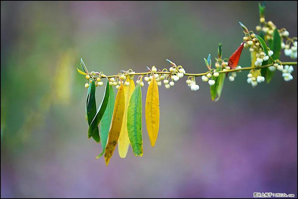 【春天，广西桂林灌阳县向您发出邀请！】米珠山前有片山苍子花在飘香 - 游山玩水 - 丹东生活社区 - 丹东28生活网 dandong.28life.com