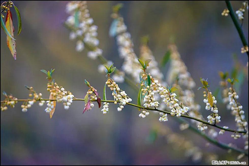 【春天，广西桂林灌阳县向您发出邀请！】米珠山前有片山苍子花在飘香 - 游山玩水 - 丹东生活社区 - 丹东28生活网 dandong.28life.com
