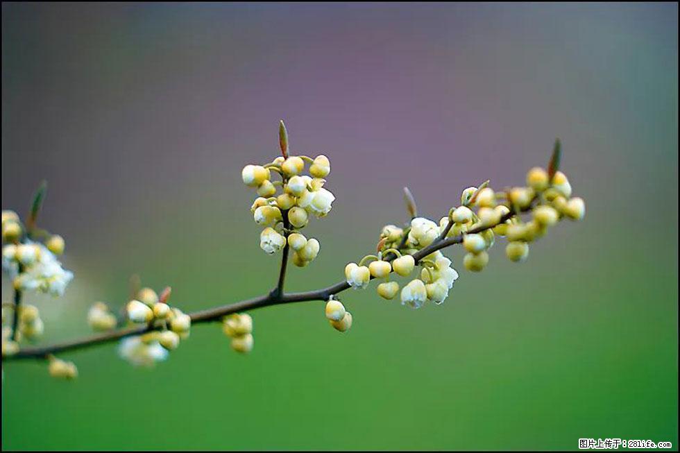 【春天，广西桂林灌阳县向您发出邀请！】米珠山前有片山苍子花在飘香 - 游山玩水 - 丹东生活社区 - 丹东28生活网 dandong.28life.com