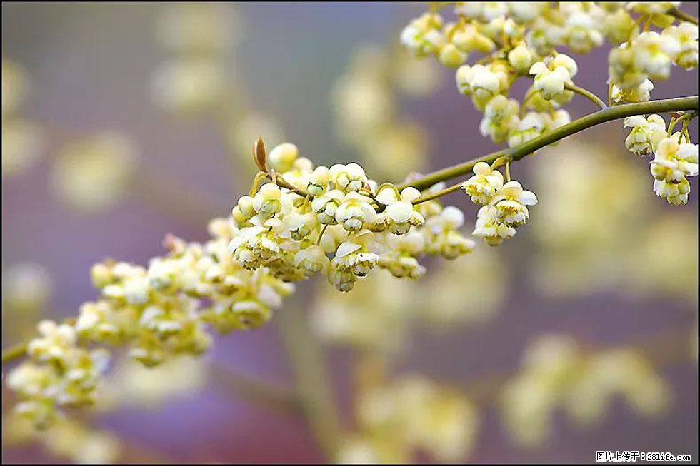 【春天，广西桂林灌阳县向您发出邀请！】米珠山前有片山苍子花在飘香 - 游山玩水 - 丹东生活社区 - 丹东28生活网 dandong.28life.com