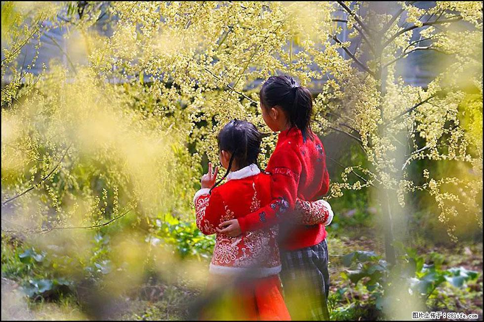 【春天，广西桂林灌阳县向您发出邀请！】米珠山前有片山苍子花在飘香 - 游山玩水 - 丹东生活社区 - 丹东28生活网 dandong.28life.com