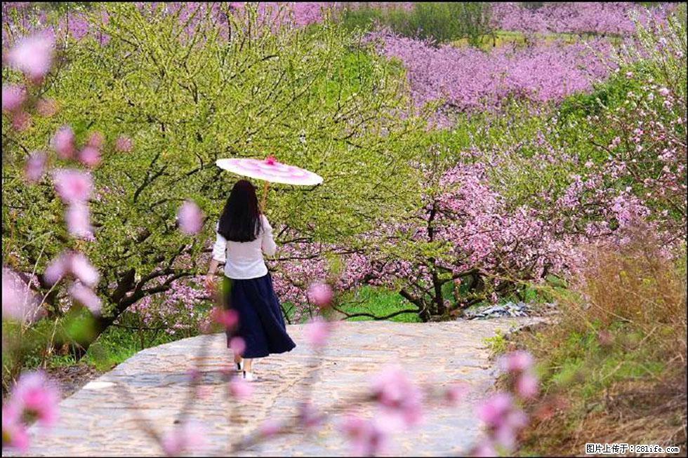 【春天，广西桂林灌阳县向您发出邀请！】官庄村有个醉美的桃花园 - 游山玩水 - 丹东生活社区 - 丹东28生活网 dandong.28life.com