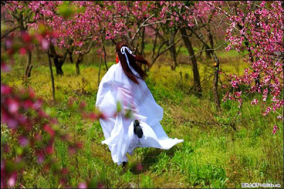 【春天，广西桂林灌阳县向您发出邀请！】官庄村有个醉美的桃花园 - 游山玩水 - 丹东生活社区 - 丹东28生活网 dandong.28life.com