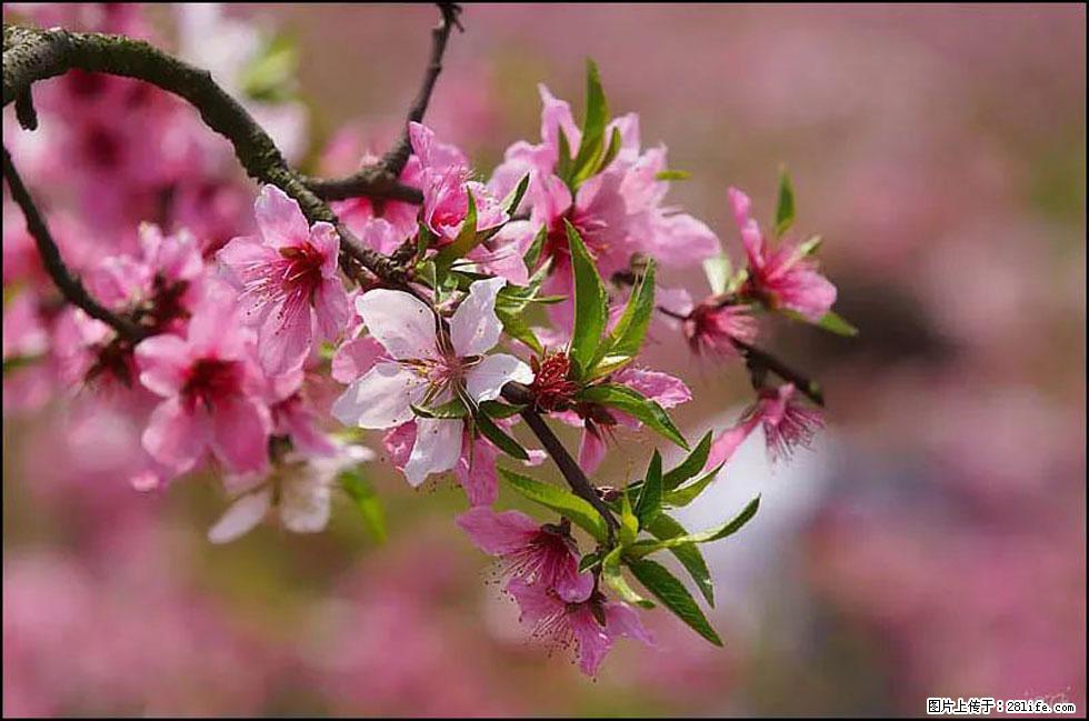 【春天，广西桂林灌阳县向您发出邀请！】官庄村有个醉美的桃花园 - 游山玩水 - 丹东生活社区 - 丹东28生活网 dandong.28life.com