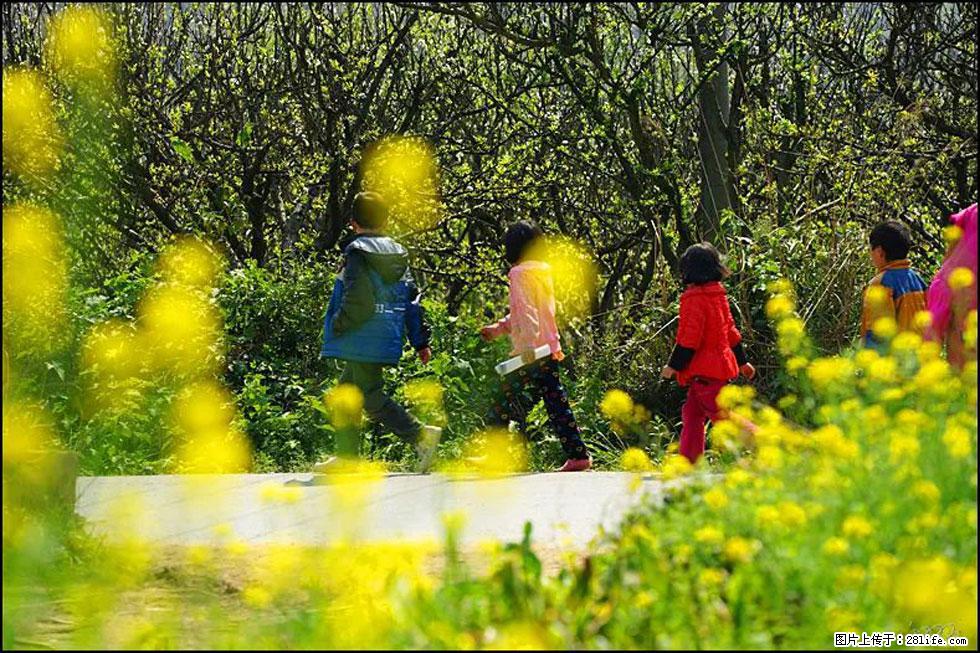 【春天，广西桂林灌阳县向您发出邀请！】长坪村油菜盛情花开 - 游山玩水 - 丹东生活社区 - 丹东28生活网 dandong.28life.com