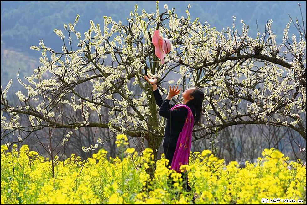 【春天，广西桂林灌阳县向您发出邀请！】长坪村油菜盛情花开 - 游山玩水 - 丹东生活社区 - 丹东28生活网 dandong.28life.com