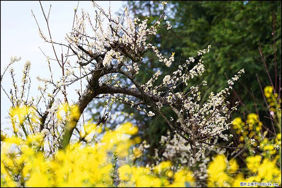 【春天，广西桂林灌阳县向您发出邀请！】长坪村油菜盛情花开 - 游山玩水 - 丹东生活社区 - 丹东28生活网 dandong.28life.com