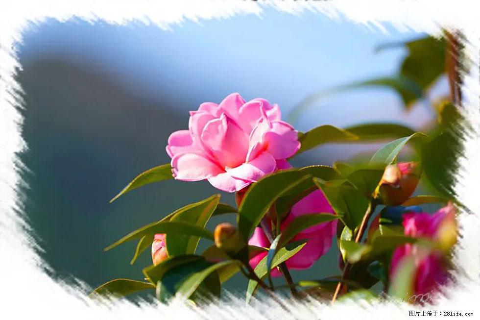 【春天，广西桂林灌阳县向您发出邀请！】杨柳井茶花惹人爱 - 游山玩水 - 丹东生活社区 - 丹东28生活网 dandong.28life.com