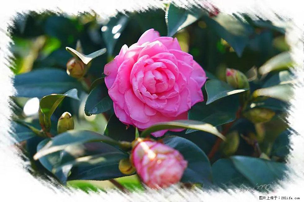 【春天，广西桂林灌阳县向您发出邀请！】杨柳井茶花惹人爱 - 游山玩水 - 丹东生活社区 - 丹东28生活网 dandong.28life.com