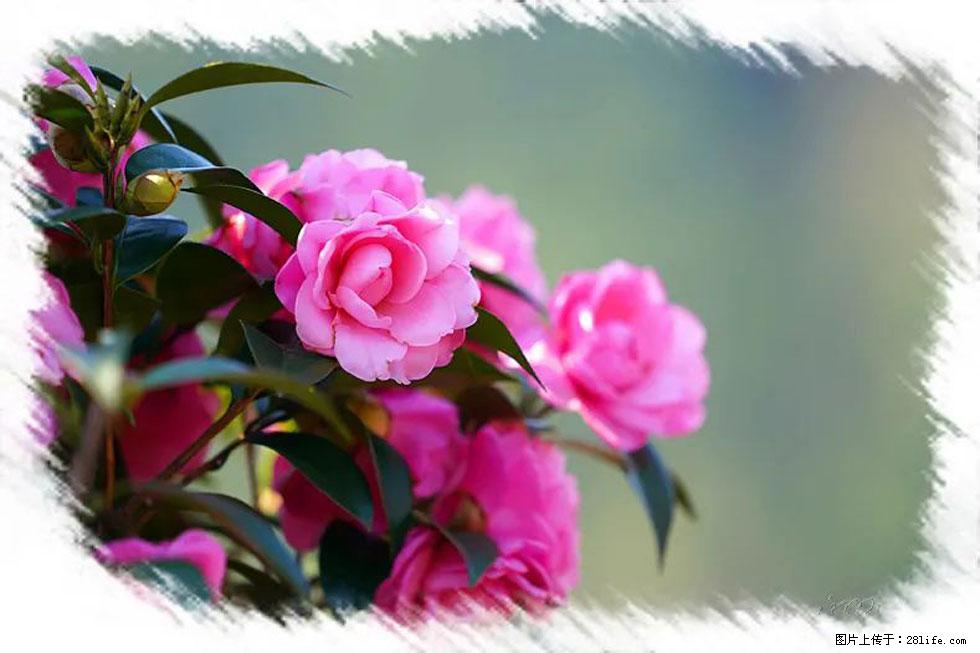 【春天，广西桂林灌阳县向您发出邀请！】杨柳井茶花惹人爱 - 游山玩水 - 丹东生活社区 - 丹东28生活网 dandong.28life.com