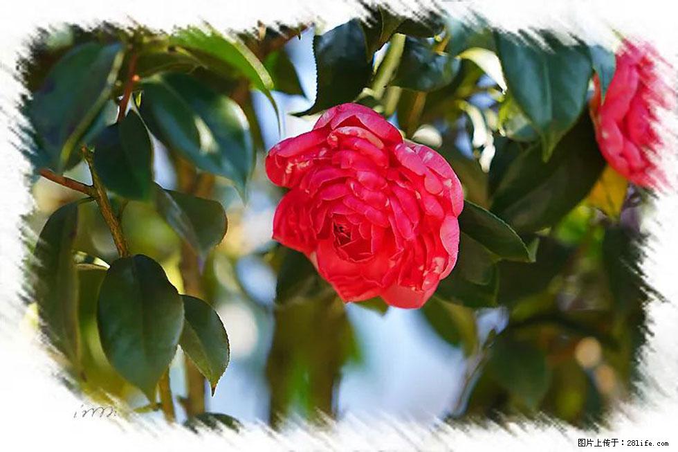 【春天，广西桂林灌阳县向您发出邀请！】杨柳井茶花惹人爱 - 游山玩水 - 丹东生活社区 - 丹东28生活网 dandong.28life.com