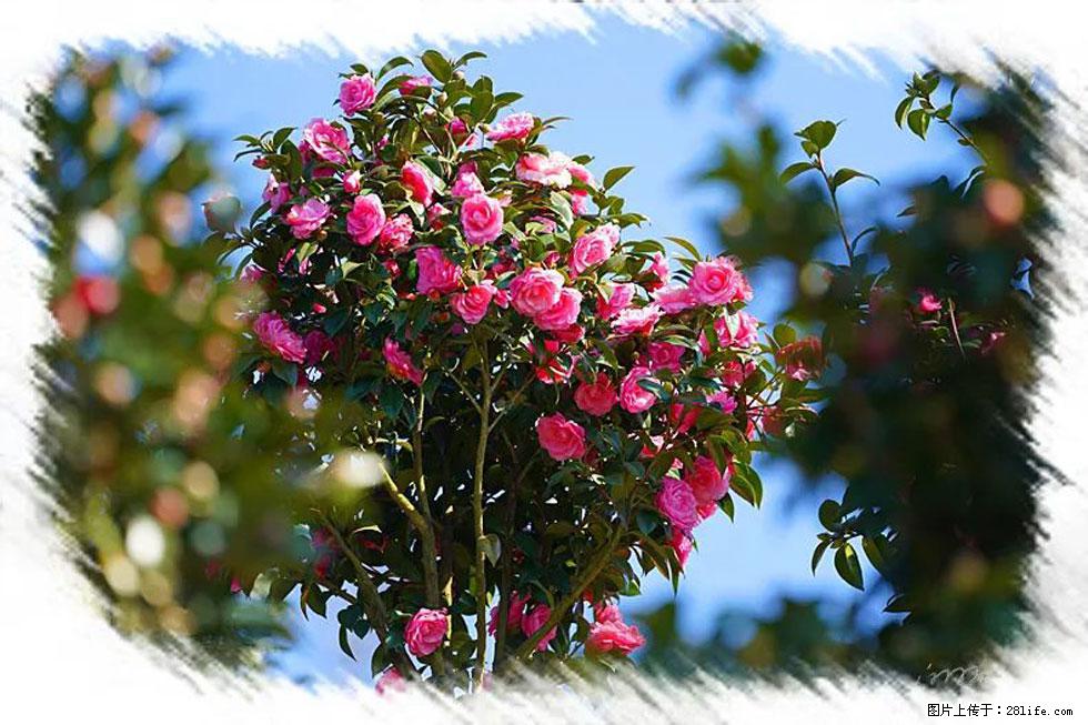 【春天，广西桂林灌阳县向您发出邀请！】杨柳井茶花惹人爱 - 游山玩水 - 丹东生活社区 - 丹东28生活网 dandong.28life.com