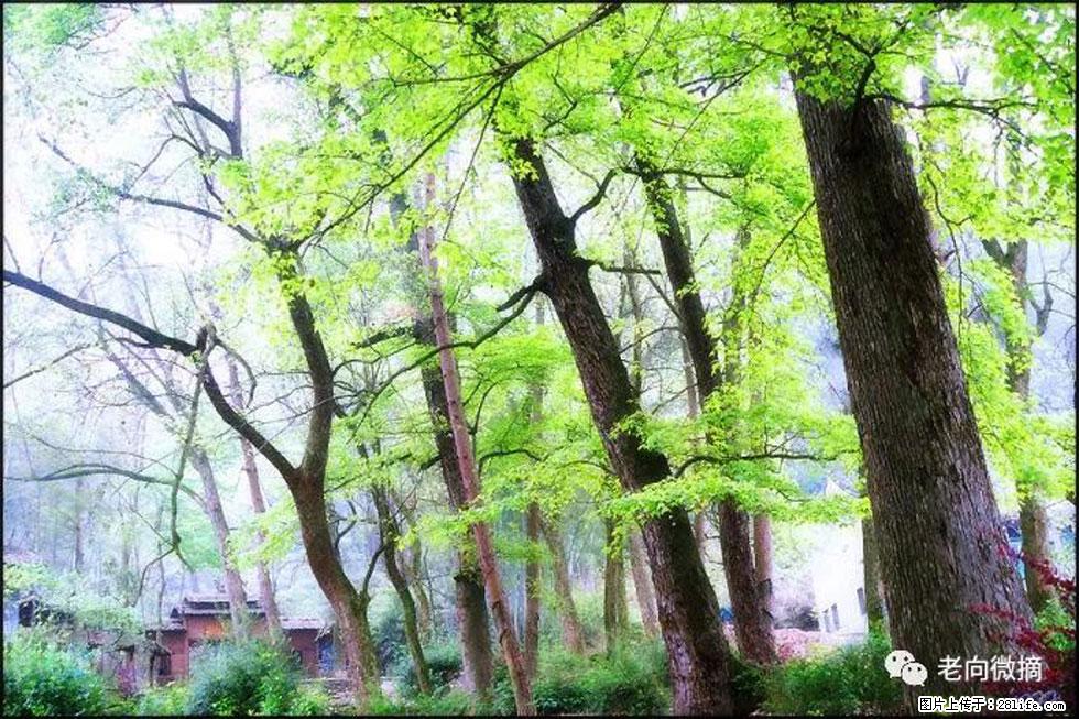 【春天，广西桂林灌阳县向您发出邀请！】在小龙村与春天约会 - 游山玩水 - 丹东生活社区 - 丹东28生活网 dandong.28life.com