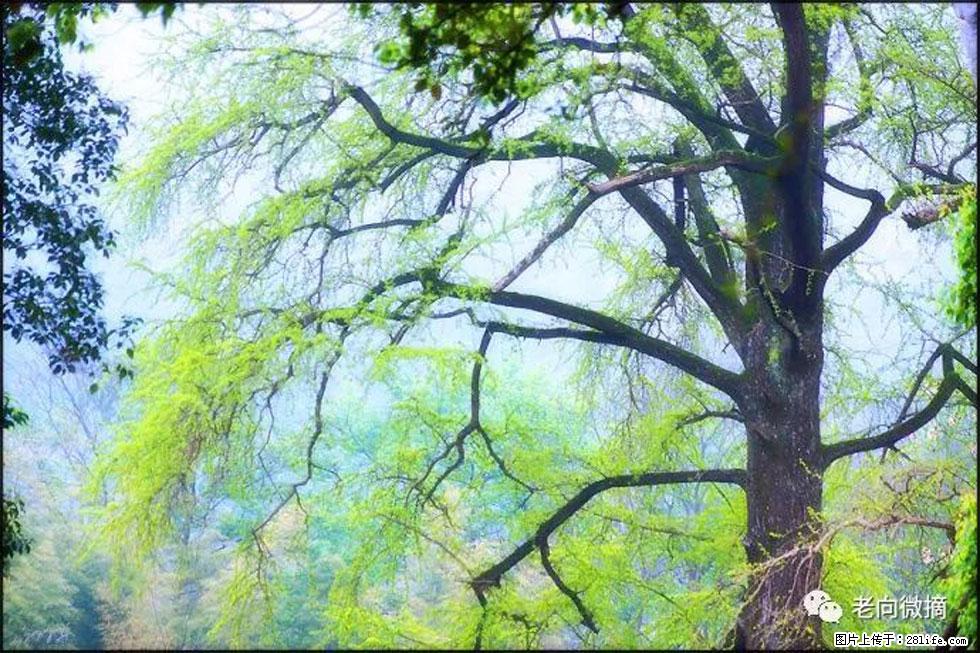 【春天，广西桂林灌阳县向您发出邀请！】在小龙村与春天约会 - 游山玩水 - 丹东生活社区 - 丹东28生活网 dandong.28life.com