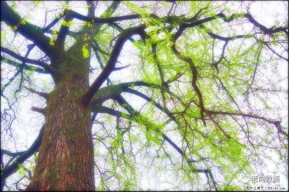 【春天，广西桂林灌阳县向您发出邀请！】在小龙村与春天约会 - 游山玩水 - 丹东生活社区 - 丹东28生活网 dandong.28life.com