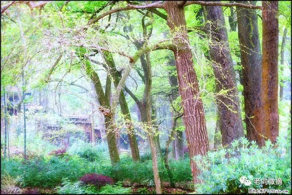 【春天，广西桂林灌阳县向您发出邀请！】在小龙村与春天约会 - 游山玩水 - 丹东生活社区 - 丹东28生活网 dandong.28life.com