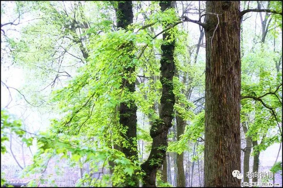 【春天，广西桂林灌阳县向您发出邀请！】在小龙村与春天约会 - 游山玩水 - 丹东生活社区 - 丹东28生活网 dandong.28life.com