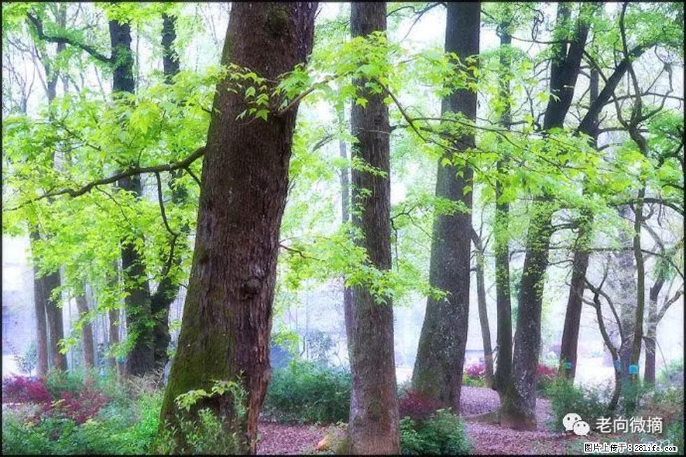 【春天，广西桂林灌阳县向您发出邀请！】在小龙村与春天约会 - 游山玩水 - 丹东生活社区 - 丹东28生活网 dandong.28life.com