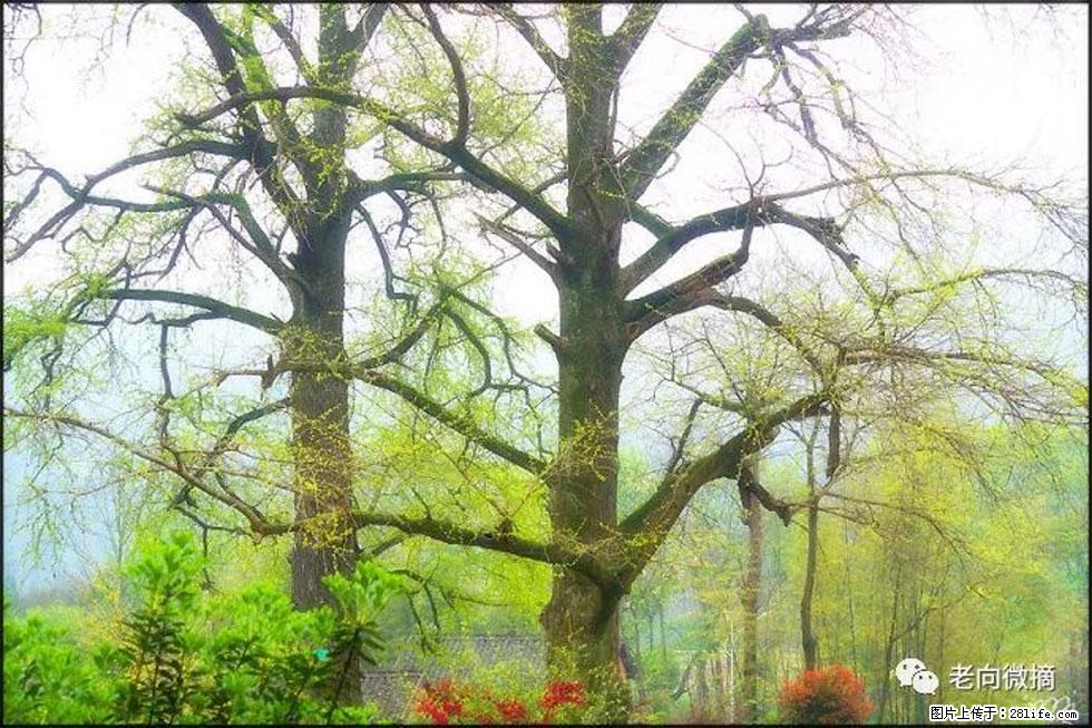 【春天，广西桂林灌阳县向您发出邀请！】在小龙村与春天约会 - 游山玩水 - 丹东生活社区 - 丹东28生活网 dandong.28life.com