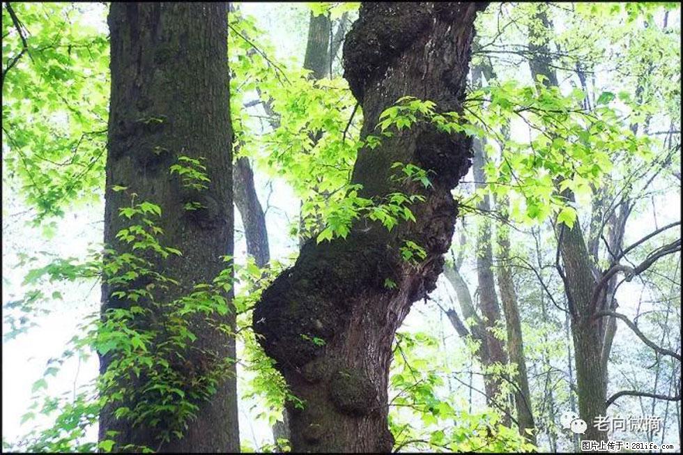 【春天，广西桂林灌阳县向您发出邀请！】在小龙村与春天约会 - 游山玩水 - 丹东生活社区 - 丹东28生活网 dandong.28life.com