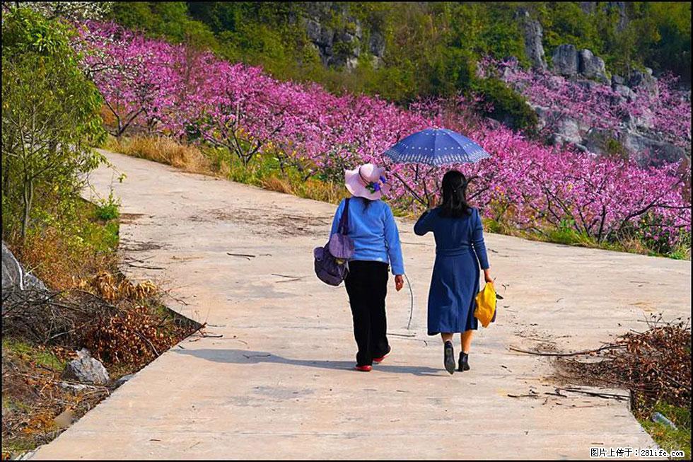 【春天，广西桂林灌阳县向您发出邀请！】望月岭上桃花开 - 游山玩水 - 丹东生活社区 - 丹东28生活网 dandong.28life.com