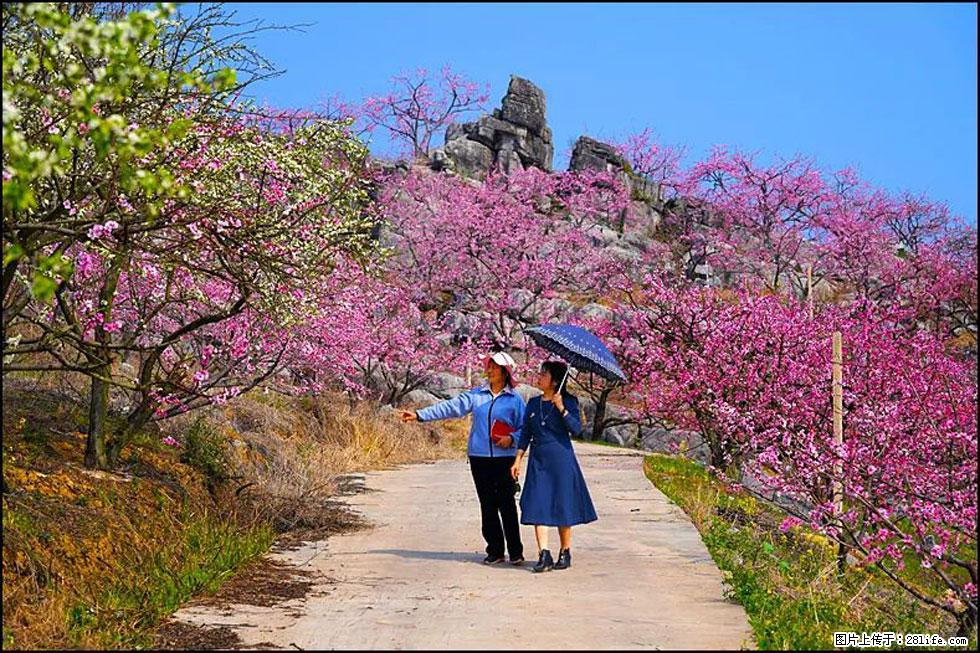 【春天，广西桂林灌阳县向您发出邀请！】望月岭上桃花开 - 游山玩水 - 丹东生活社区 - 丹东28生活网 dandong.28life.com