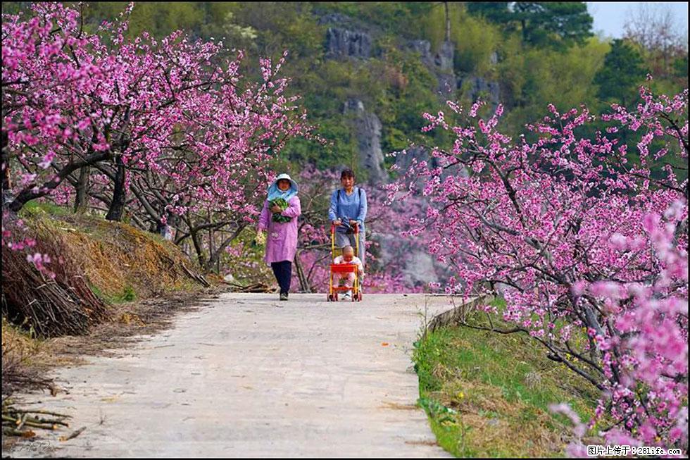 【春天，广西桂林灌阳县向您发出邀请！】望月岭上桃花开 - 游山玩水 - 丹东生活社区 - 丹东28生活网 dandong.28life.com