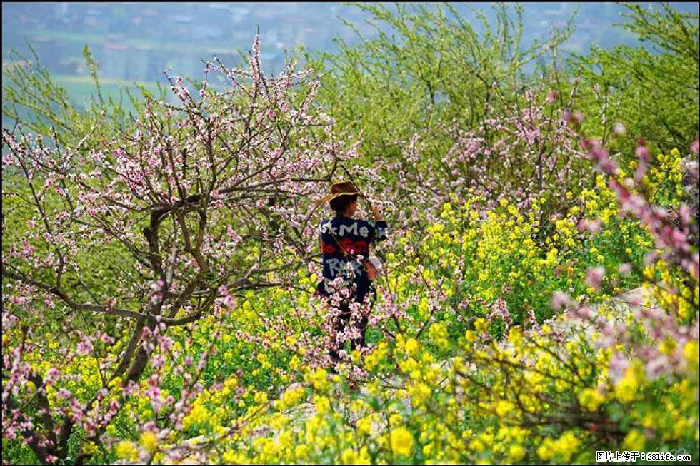 【春天，广西桂林灌阳县向您发出邀请！】望月岭上桃花开 - 游山玩水 - 丹东生活社区 - 丹东28生活网 dandong.28life.com