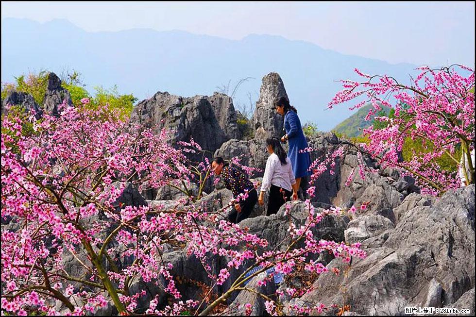 【春天，广西桂林灌阳县向您发出邀请！】望月岭上桃花开 - 游山玩水 - 丹东生活社区 - 丹东28生活网 dandong.28life.com
