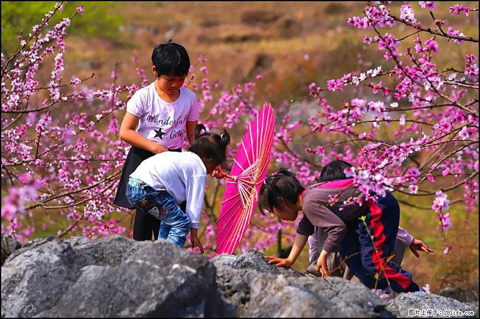 【春天，广西桂林灌阳县向您发出邀请！】望月岭上桃花开 - 游山玩水 - 丹东生活社区 - 丹东28生活网 dandong.28life.com