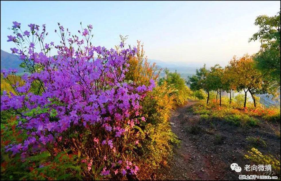 【春天，广西桂林灌阳县向您发出邀请！】登麒麟山，相约映山红 - 游山玩水 - 丹东生活社区 - 丹东28生活网 dandong.28life.com
