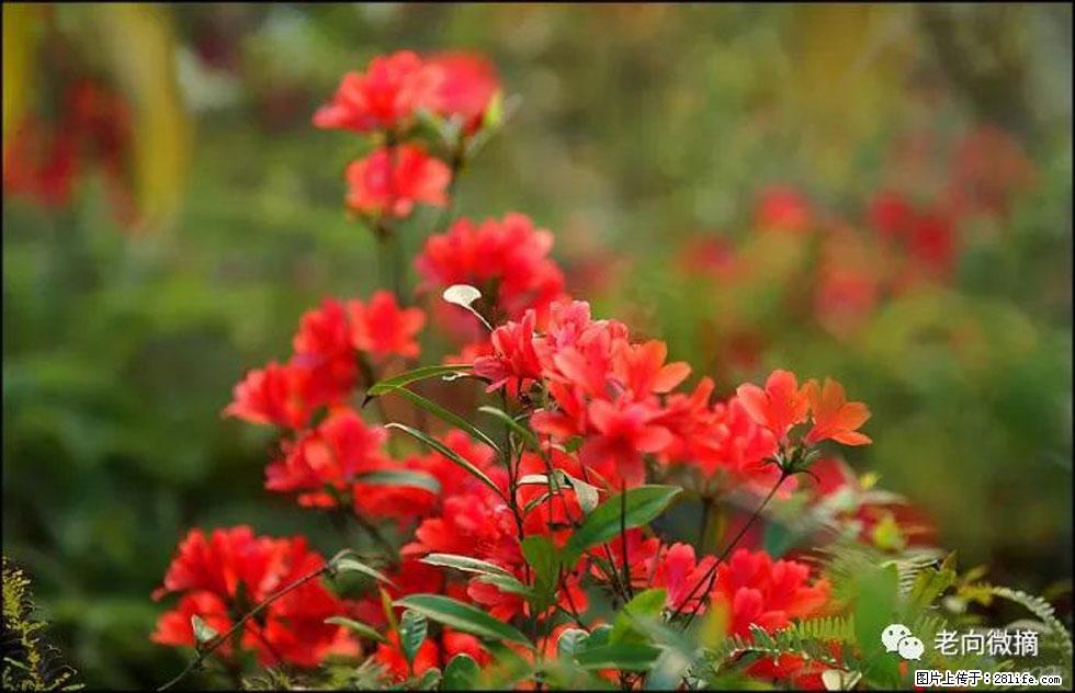 【春天，广西桂林灌阳县向您发出邀请！】登麒麟山，相约映山红 - 游山玩水 - 丹东生活社区 - 丹东28生活网 dandong.28life.com
