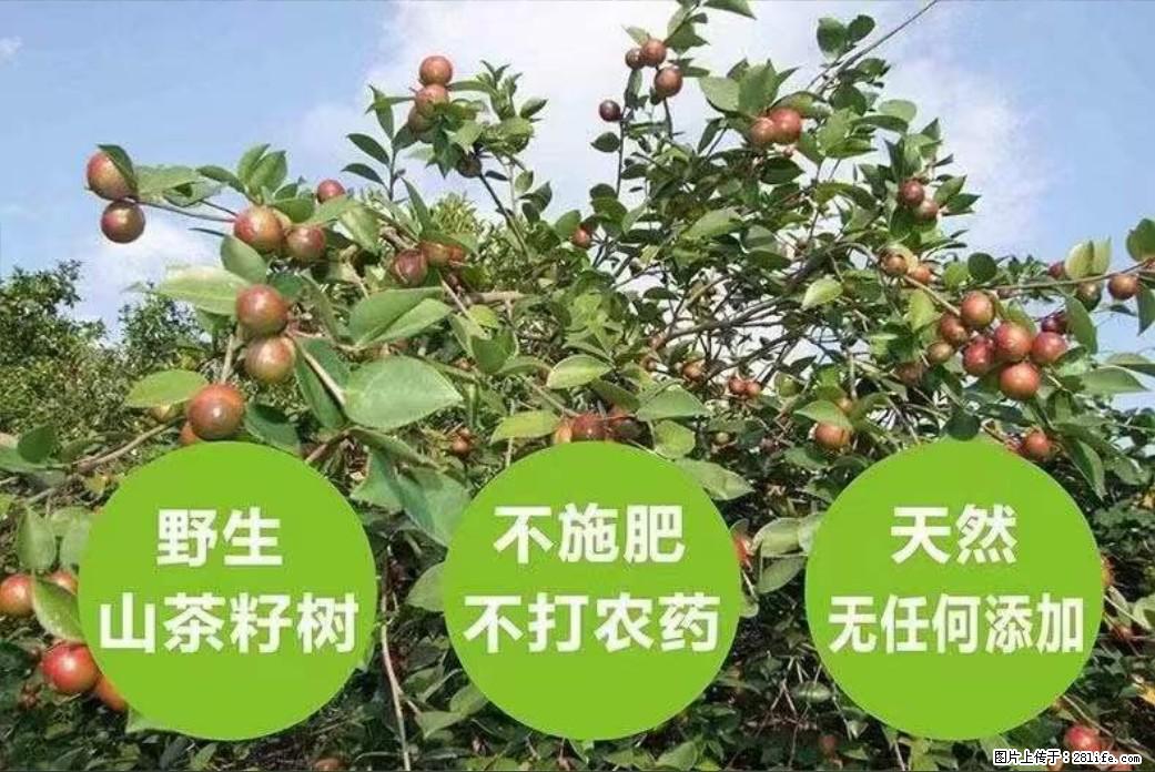 【灌阳县油茶产业示范区】一个有着充实的精神生活的人，对待身外之物自会有一种淡泊的态度 - 美食天地 - 丹东生活社区 - 丹东28生活网 dandong.28life.com