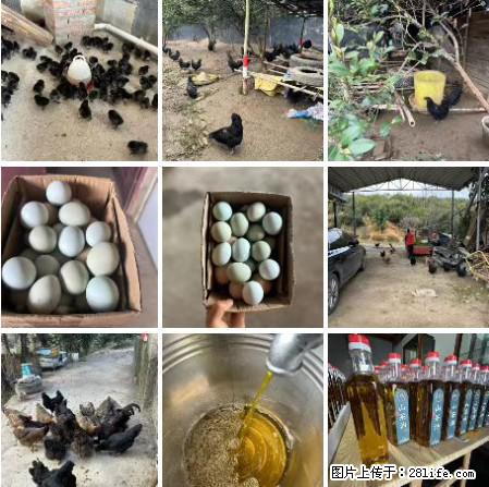 油茶园从小鸡仔开始养起的纯土鸡、土鸡蛋可以预定啦！还有前几天刚榨的纯山茶油哦 - 美食天地 - 丹东生活社区 - 丹东28生活网 dandong.28life.com