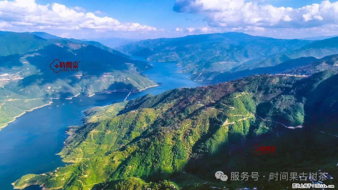 时间果百年古树龙珠普洱生茶 - 购物交流 - 丹东生活社区 - 丹东28生活网 dandong.28life.com