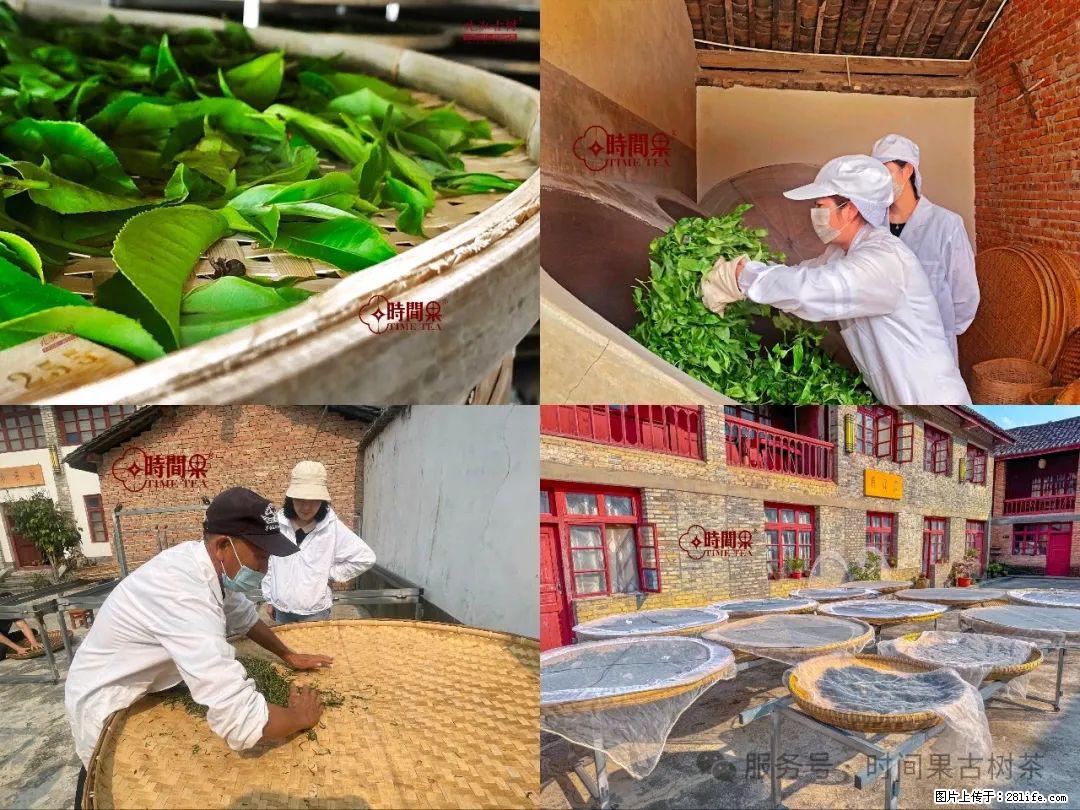 时间果百年古树龙珠普洱生茶 - 购物交流 - 丹东生活社区 - 丹东28生活网 dandong.28life.com