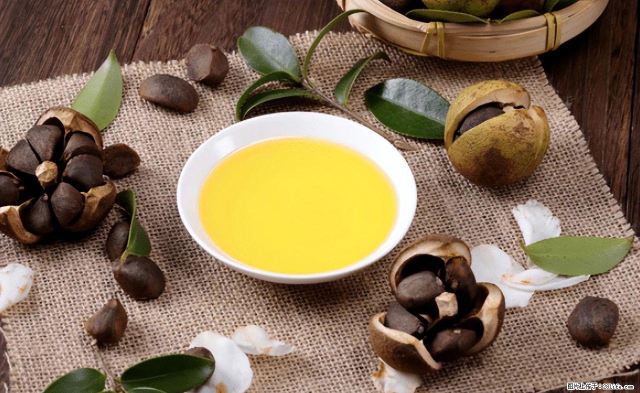 揭秘茶油的5大核心营养成分!被称为人体健康的“守护盾”! - 丹东生活资讯 - 丹东28生活网 dandong.28life.com