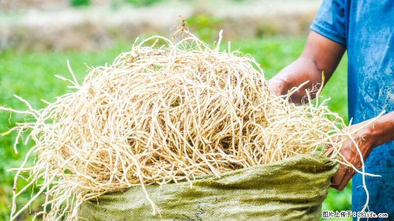 堪称“最难吃”的蔬菜,却是 “抗辐射神器”,还能护肺、清热、止咳化痰! - 丹东生活资讯 - 丹东28生活网 dandong.28life.com