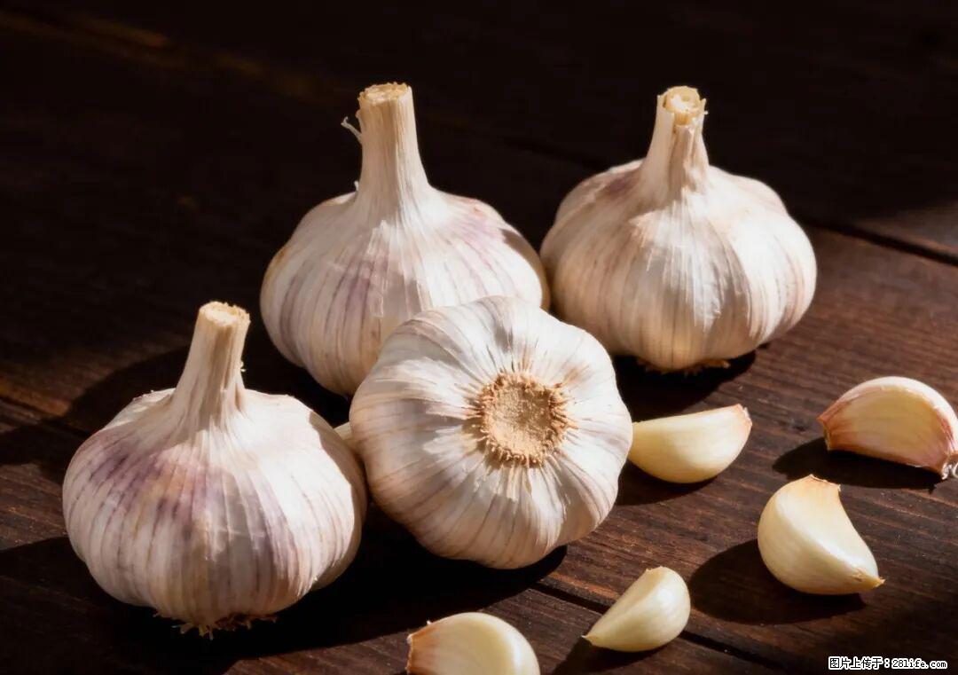 关于大蒜，除了“天然抗生素”，这4个谣言更该警惕! - 丹东生活资讯 - 丹东28生活网 dandong.28life.com