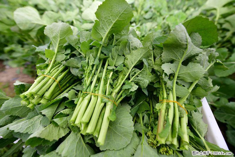 这些蔬菜是“天然钙片”，这6种被医生重点推荐 - 丹东生活资讯 - 丹东28生活网 dandong.28life.com